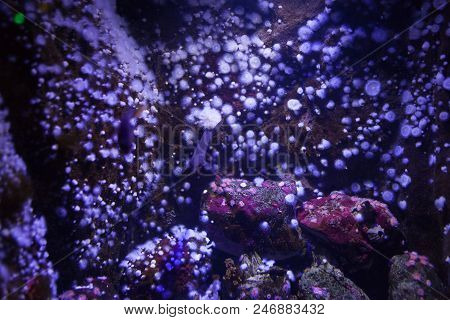 White Sea Anemone In Blue Fluorescent Light.