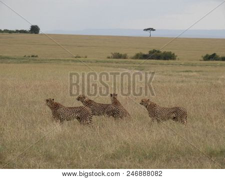 Four Cheetah Brothers (acinonyx Jubantus) Duma In Masai Mara In Kenya.