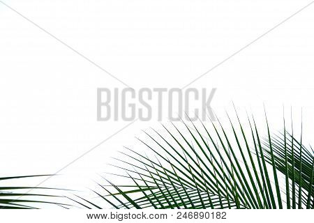 Top View Tropical Coconut Leaves On White Isolated Background For Green Foliage Backdrop