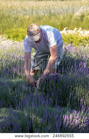 Ostrow, Poland - June 6, 2018: A Man  Cuts Sickle Lavender Flowers In The Middle Of A Lavender Field