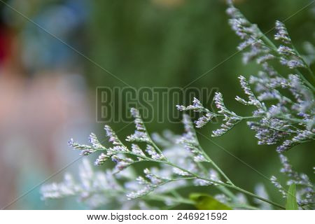 Natural Background Of Green Leaves And Grass Flowers.