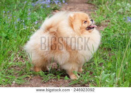Cute Pomeranian Spitz Puppy Is Walking On A Green Meadow. Deutscher Spitz Or Zwergspitz. Pet Animals