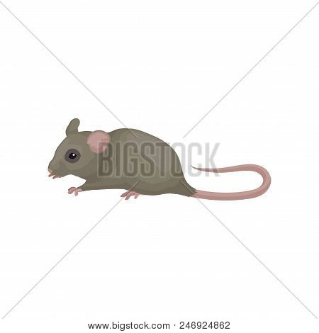 Gray Domestic Mouse. Small Rodent With Pointed Snout, Rounded Ears And Long Pink Tail. Home Pet. Col