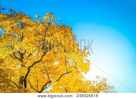 Vibrant Yellow Golden Maple Fall Tree Foliage On Bright Blue Sky, Retro Toned