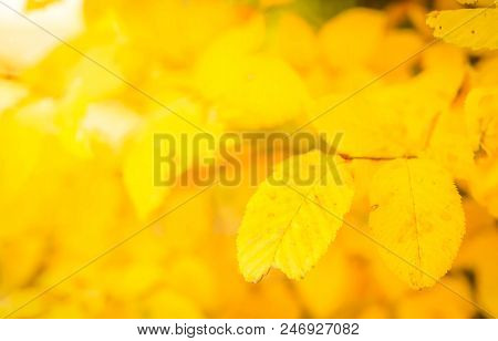 Vibrant Yellow English Walnut Fall Tree Foliage Background, Retro Toned