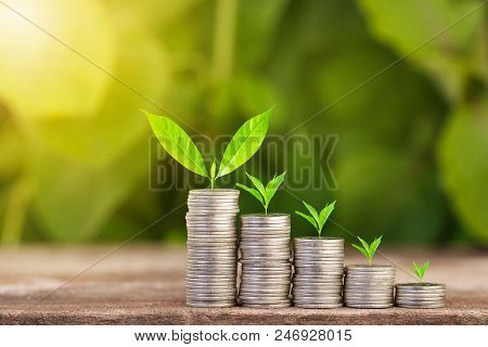 Tree Growing On Coins Stack With Sun Ray For Saving Money Concept