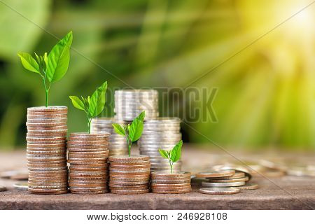 Tree Growing On Coins Stack With Sun Ray For Saving Money Concept