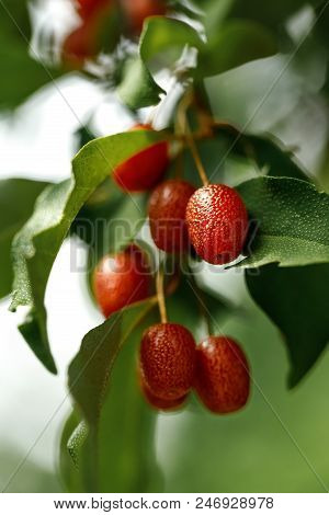 Branch With Fresh Ripe Goji Berries. Super Fruit