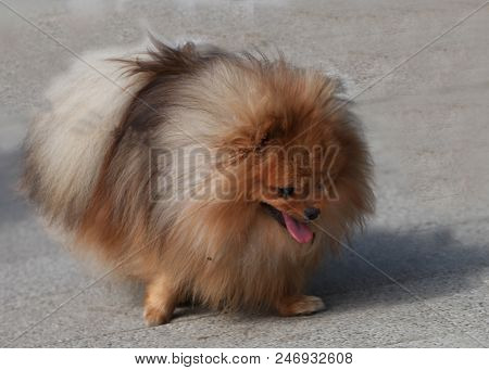 A Dog Of The German Mittelspitz Breed On A Walk