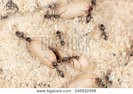 Ants And Formic Eggs In Nature. Macro
