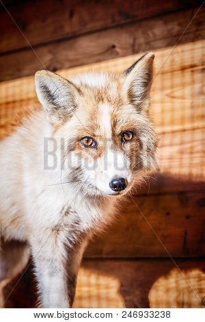 Portrait Of Wild Golden Fox In Enclosure