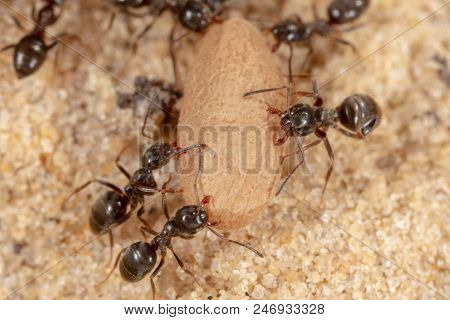 Ants And Formic Eggs In Nature. Macro