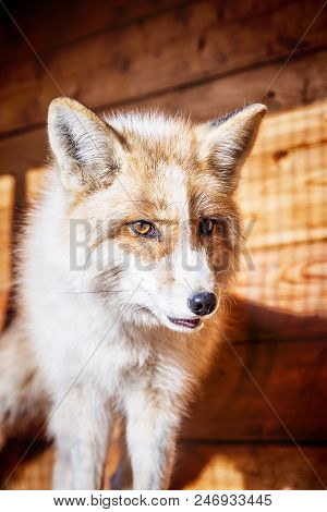 Portrait Of Wild Golden Fox In Enclosure