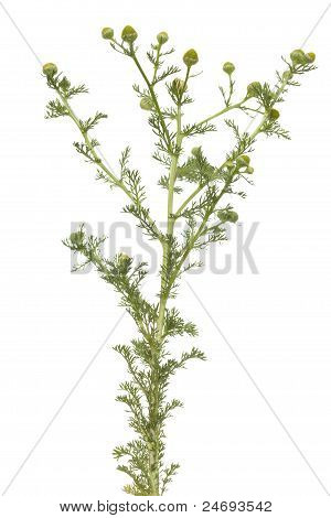 Camomile