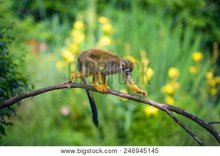Common Squirrel Monkey Also Known As Saimiri Sciureus Walking On A Tree Branch