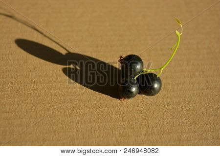 On The Background Of A Gray Box Of Paper Are Bunches Of Black Fresh-cut Currant From A Home Garden I