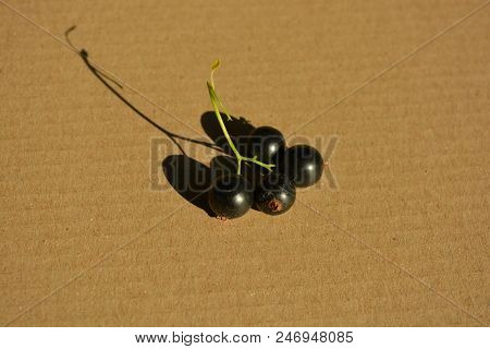 On The Background Of A Gray Box Of Paper Are Bunches Of Black Fresh-cut Currant From A Home Garden I