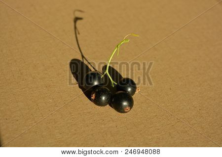 On The Background Of A Gray Box Of Paper Are Bunches Of Black Fresh-cut Currant From A Home Garden I