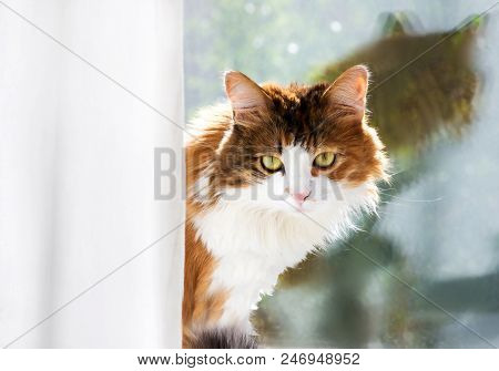 Portrait Of A Cat On The Background Of The Window Glass. Domestic Cat Looking Out Of The Curtain