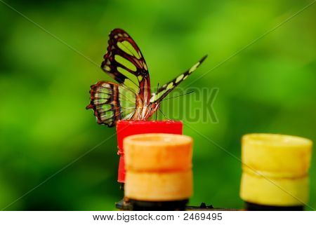 Butterfly_2