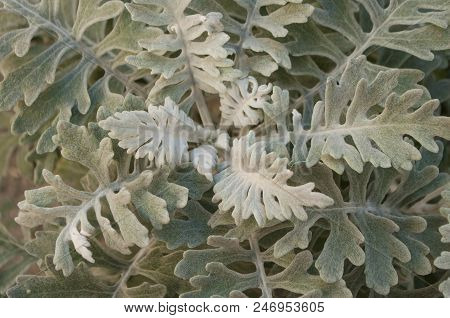 Close Up Of Beautiful Wooly Leaves Of Silver Ragwort.