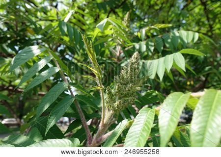 Florescence Of Rhus Typhina In Late Spring