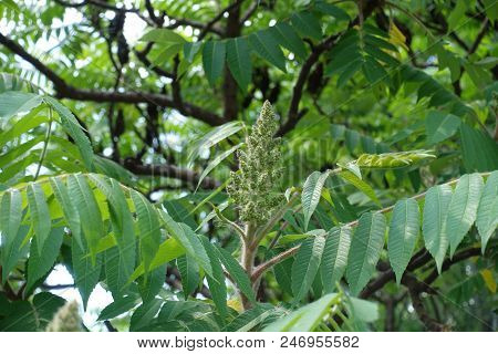 Flowers Of Rhus Typhina In Late Spring
