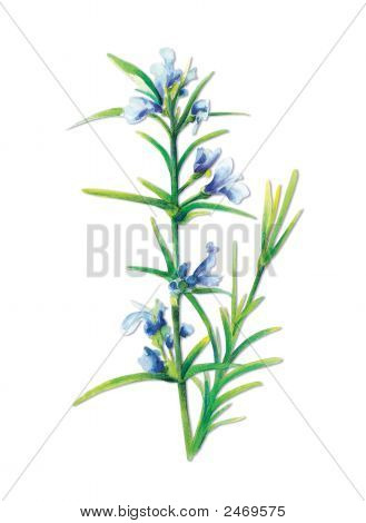 Salvie-Salvia Officinalis med stier
