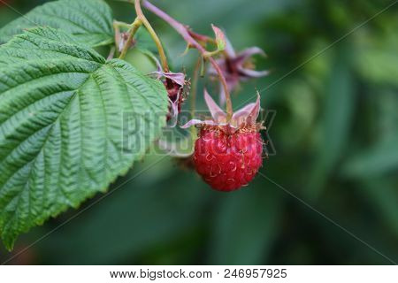 Sweet raspberry. Ripe raspberry on the branch in the garden. Fresh raspberry bush. Juicy red berries. Delicious and healthy food. A healthy way of life. Sweet raspberry macro. Jam of raspberries. Summer berries