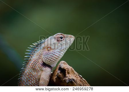 A Garden Lizard Hangs On To A Log With A Soft Green Background