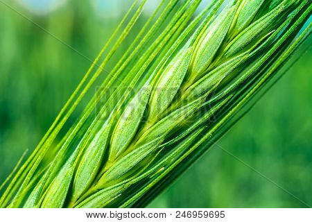 Bright Colorful Green Rye Spikes On The  Wheat Ears Field, Close Up View.