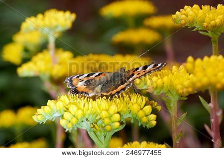 Butterfly Aglais Urticae Sits On A Yellow Flower