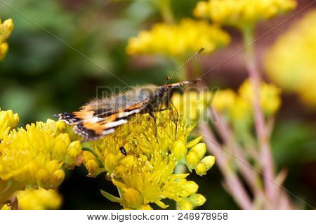 Butterfly Aglais Urticae Sits On A Yellow Flower