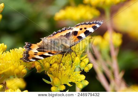 Butterfly Aglais Urticae Sits On A Yellow Flower