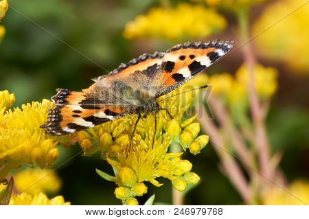 Butterfly Aglais Urticae Sits On A Yellow Flower