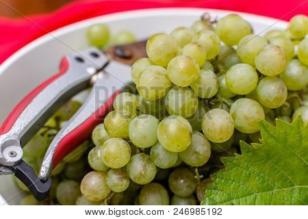 White Wine Grapes Riesling, Ready To Harvest And Making Wine