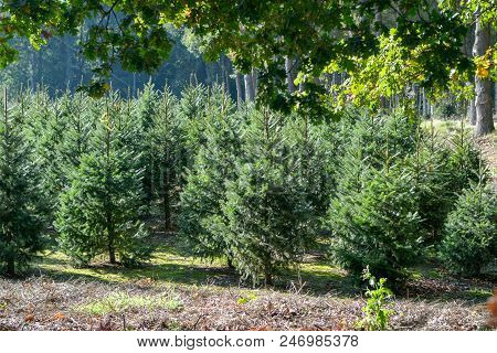 Christmas Tree Green Bio Plantation In The Netherlands, Nordmann Fir Ready To Be Sold On Christmas M