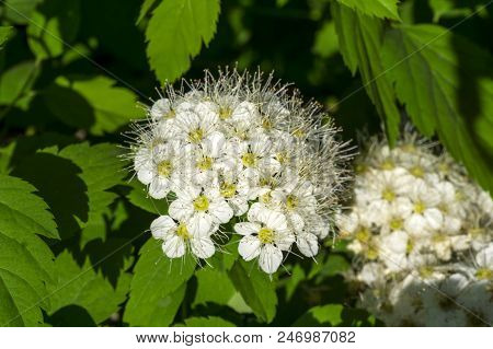 Brush Inflorescence Of Ninebark Among Foliage Close-up In Evening Light