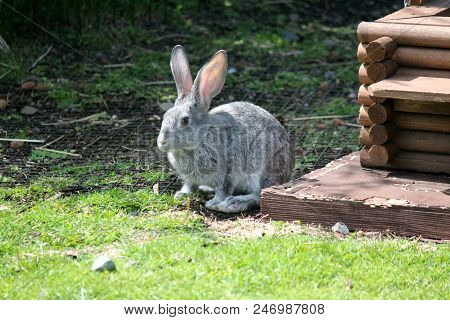 The Big Gray Lop-eared Rabbit Is Grazed On A Glade With A Green Grass