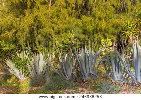 Group Of Blue Agava Plants At Tropical Garden Against Pine Tree. Agave Plant