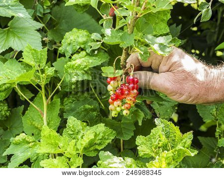 Caucasian Man Picking Redcurrants Gooseberries Ribes Rubrum In The Orchard During Summer, France