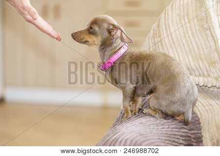 Little Pinscher Ratter Prazsky Krysarik Purebreed Small Dog Eating Food For Human Owner Male Hand.