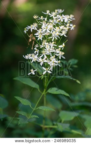Wild Forest Flowers Of Erect Clematis White Flowers - Latin Name - Clematis Recta
