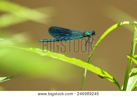 Rare Beautiful Demoiselle , Calopteryx Virgo. Listed In Bern Convention Insect. Male.