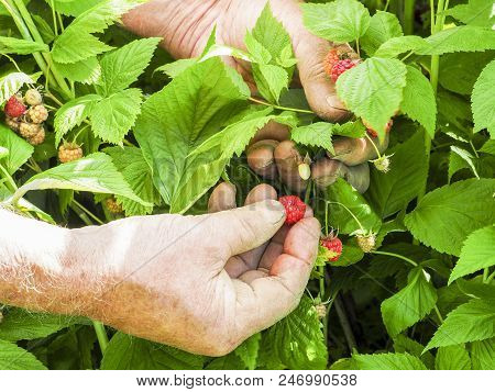 Caucasian Man Picking Redcurrants Gooseberries Ribes Rubrum In The Orchard During Summer, France