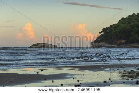 Seagulls Flying Between  Waves Breaking On Sandy Shoreline After Sunset. Summertime.gargano Coast:po