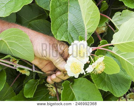 Kiwi Fruit Flowers Tree In The Hand The Senior Gardener, France