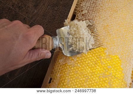 Beekeeper Is Uncapping Honeycomb With Uncapping Fork