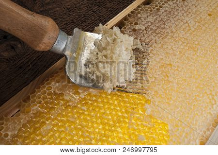 Beekeeper Is Uncapping Honeycomb With Uncapping Fork