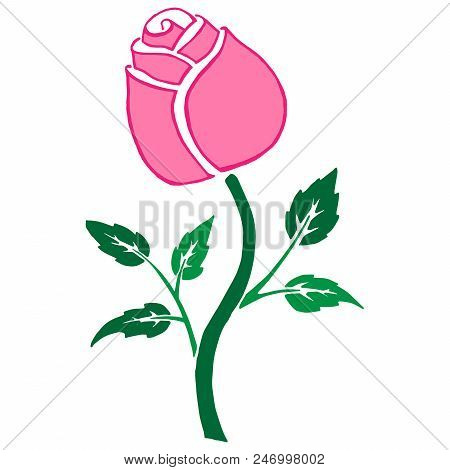 Blooming Rose. Hand Drawn Pink Rose Flower. Vector Illustration Of A Beautiful Rose. Flower Bud Of A